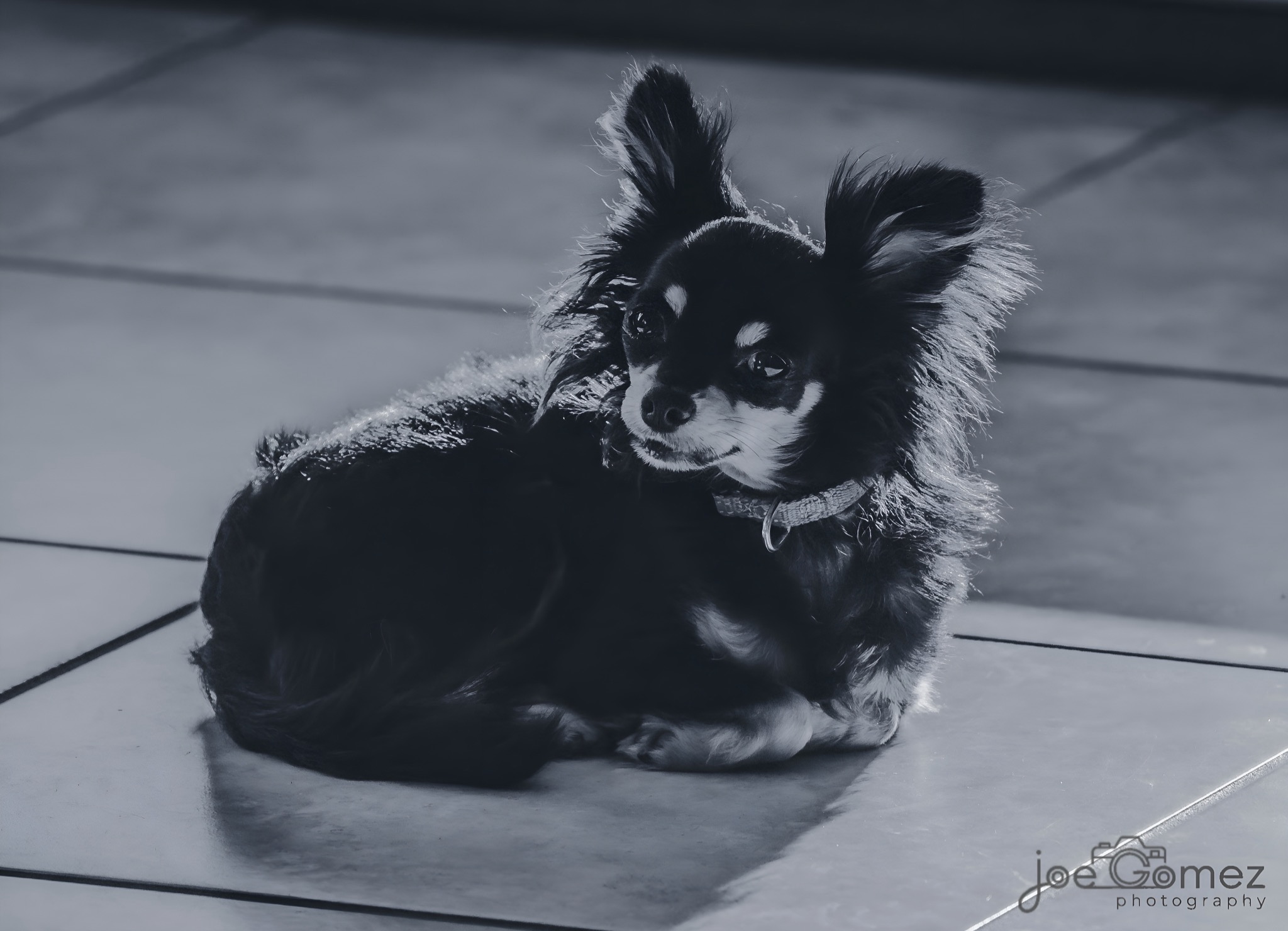 Small long-haired dog resting in a pool of light, photographed in black and white
