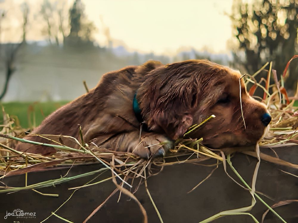 Natural outdoor portrait of a retriever resting among reeds in warm Southern California light.